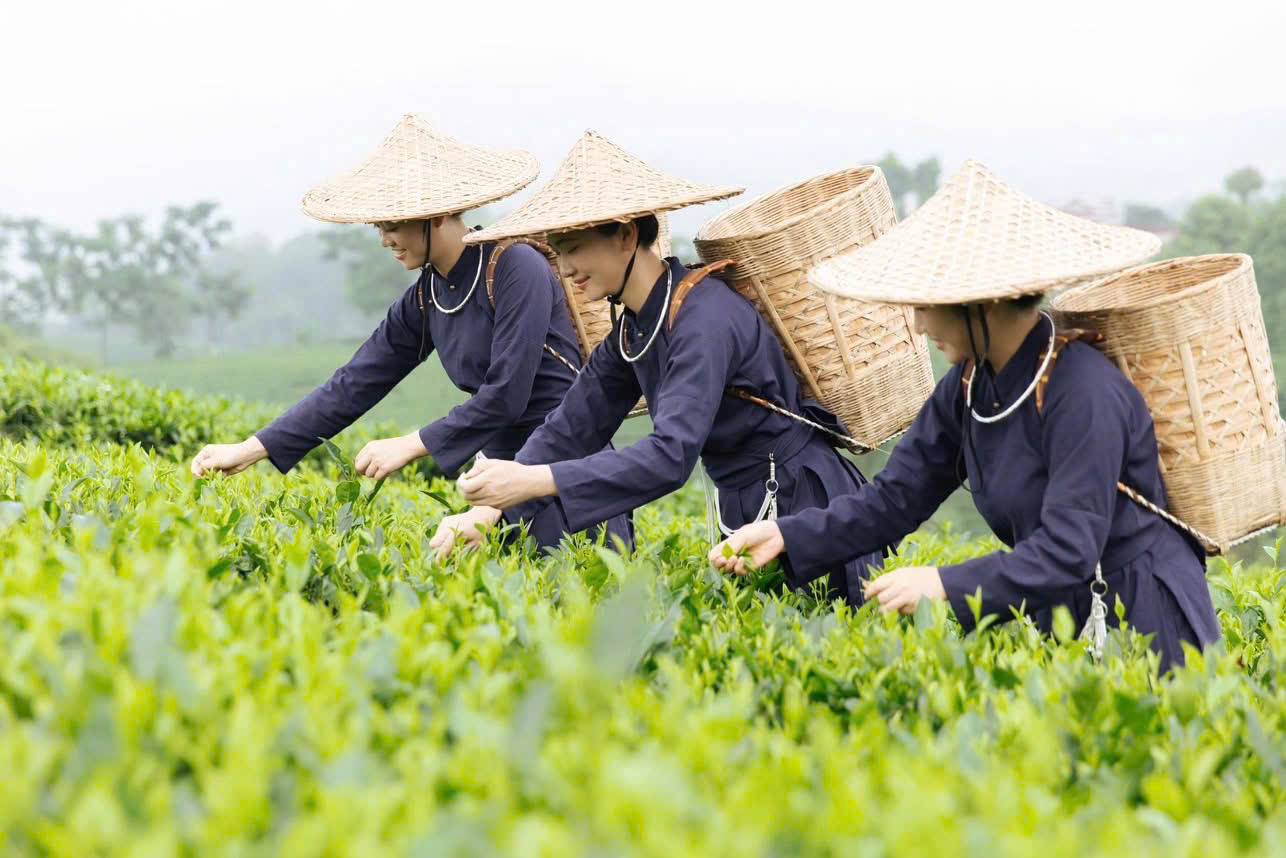 Những người phụ nữ hái chè
