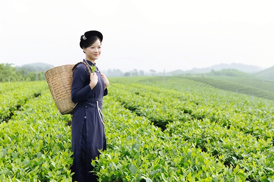 chị Trần Thị Trang - Hợp tác xã Trà Búp Ngọc, xã Phú Thịnh, tỉnh Thái Nguyên trong bộ trang phục truyền thống Tày (ảnh nguồn: Cổng thông tin điện tử tỉnh Thái Nguyên)